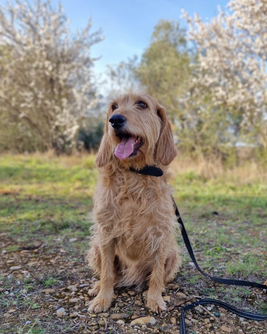 Lucy, griffon fauve de Bretagne, assise dans l'herbe devant des arbres en fleurs